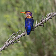 African Pygmy Kingfisher