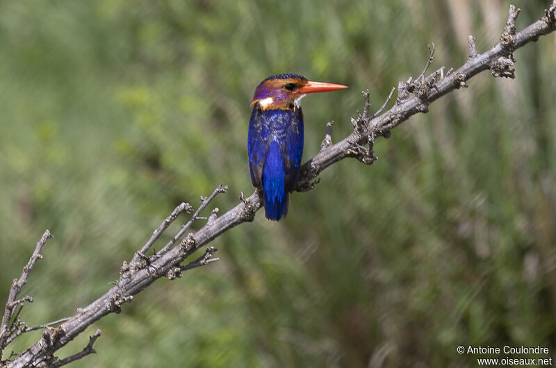 African Pygmy Kingfisheradult