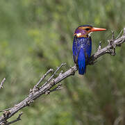 African Pygmy Kingfisher