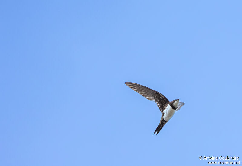 Alpine Swift