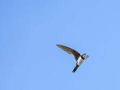 Alpine Swift