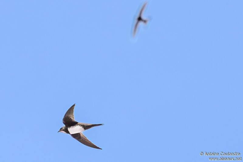 Alpine Swiftadult, Flight