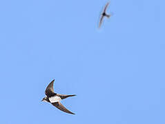 Alpine Swift