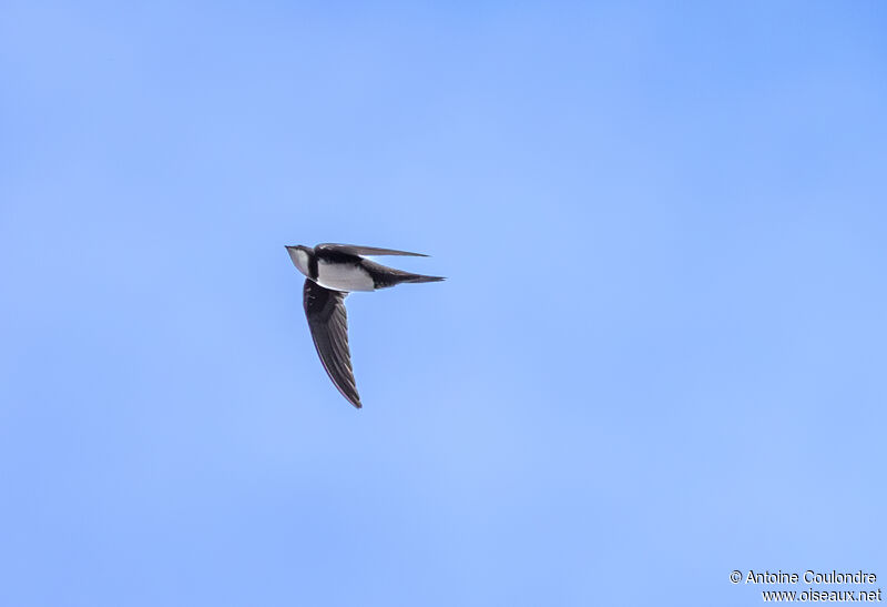 Alpine Swiftadult, Flight