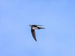 Alpine Swift