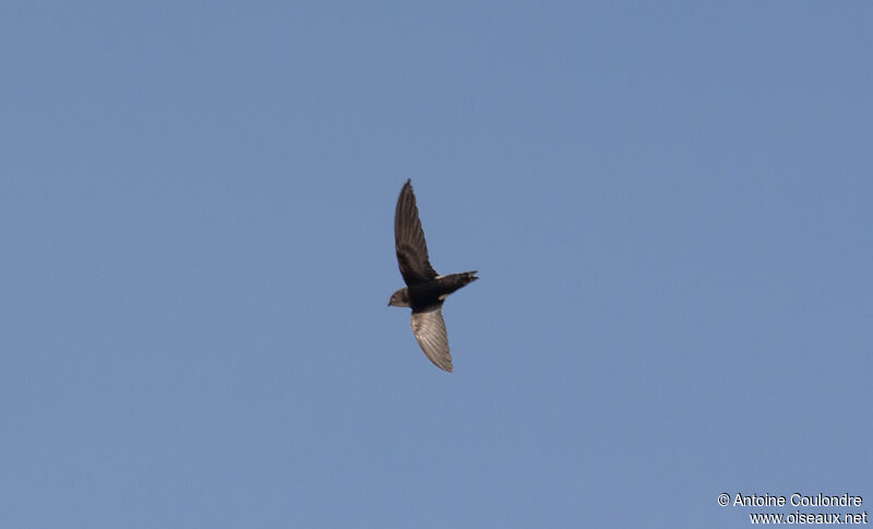 White-rumped Swiftadult, Flight