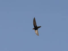 White-rumped Swift