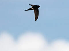 White-rumped Swift