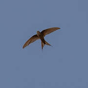 African Palm Swift