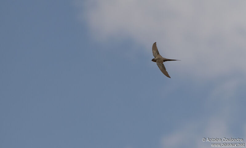 African Palm Swiftadult, Flight