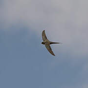 African Palm Swift