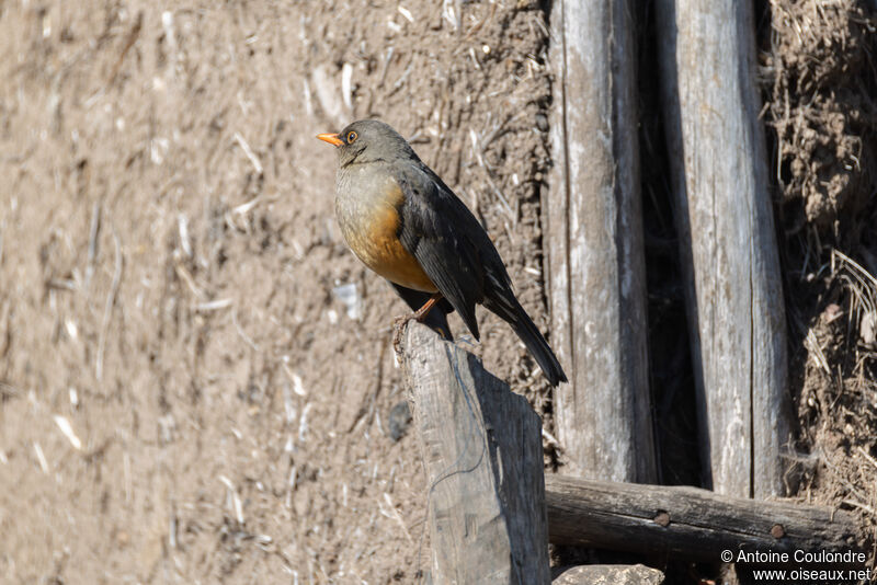 Abyssinian Thrushadult