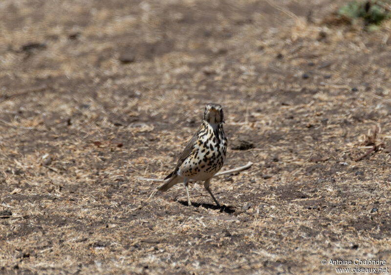 Merle litsitsirupaadulte, mange