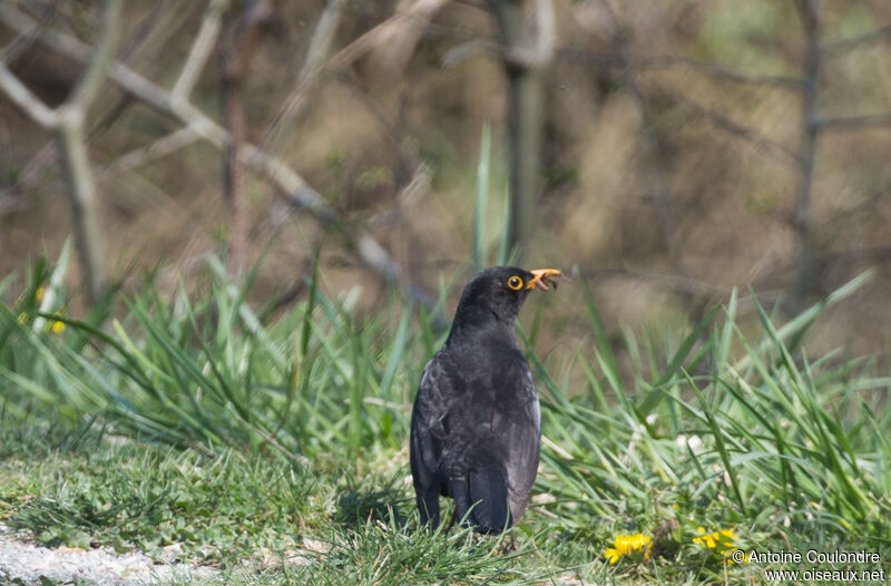 Common Blackbird male adult, fishing/hunting, eats