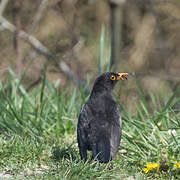 Common Blackbird