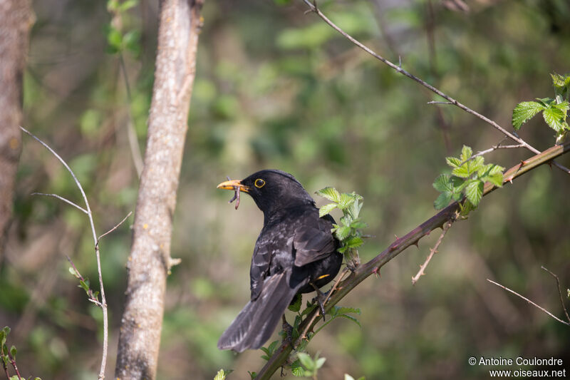 Common Blackbird male adult, fishing/hunting, eats