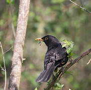 Common Blackbird