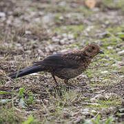 Common Blackbird