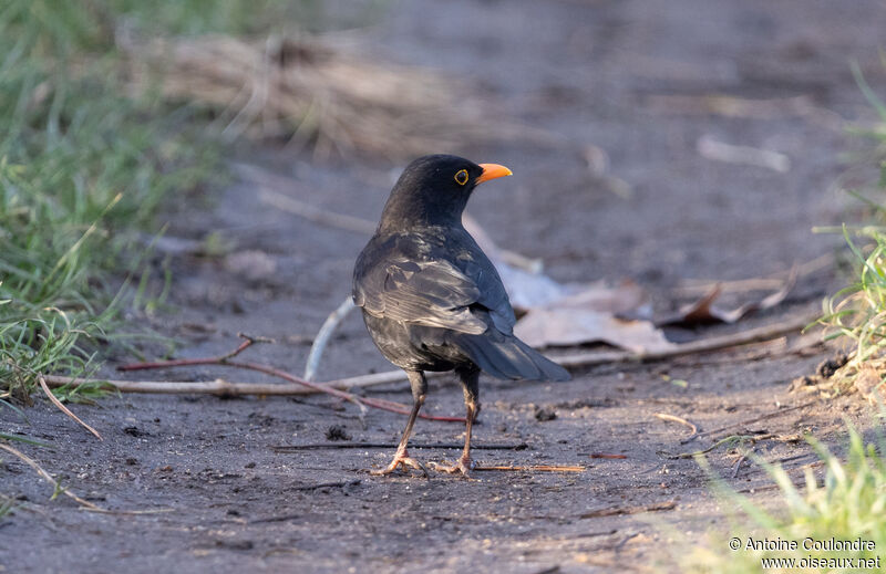 Common Blackbird male adult