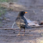 Common Blackbird