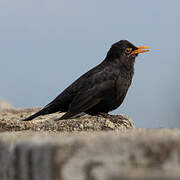 Common Blackbird