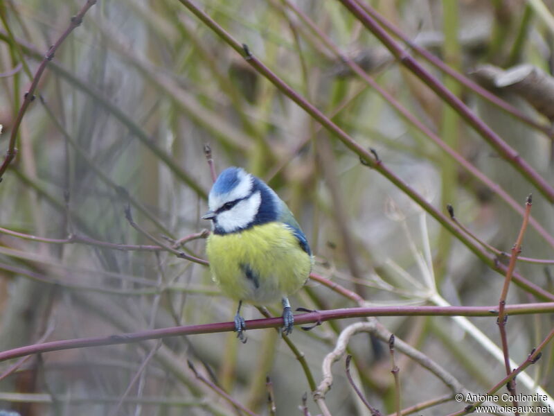 Eurasian Blue Titadult