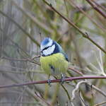 Mésange bleue