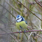 Eurasian Blue Tit