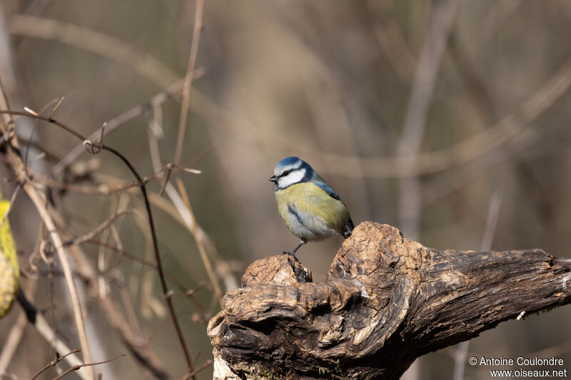 Eurasian Blue Titadult