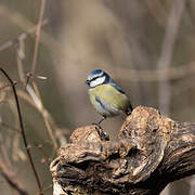 Mésange bleue