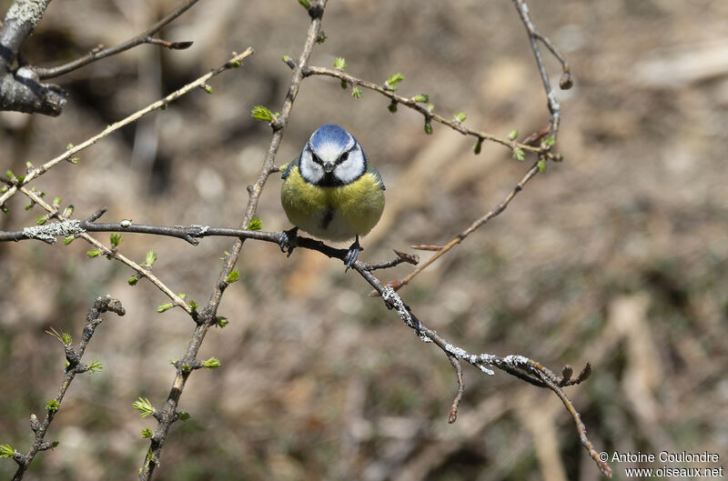 Mésange bleueadulte nuptial