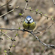 Eurasian Blue Tit