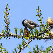 Willow Tit