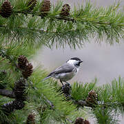 Willow Tit