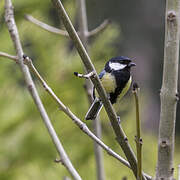 Great Tit