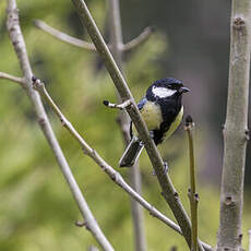 Mésange charbonnière