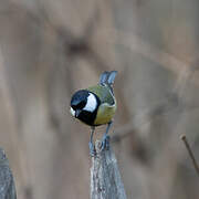 Great Tit