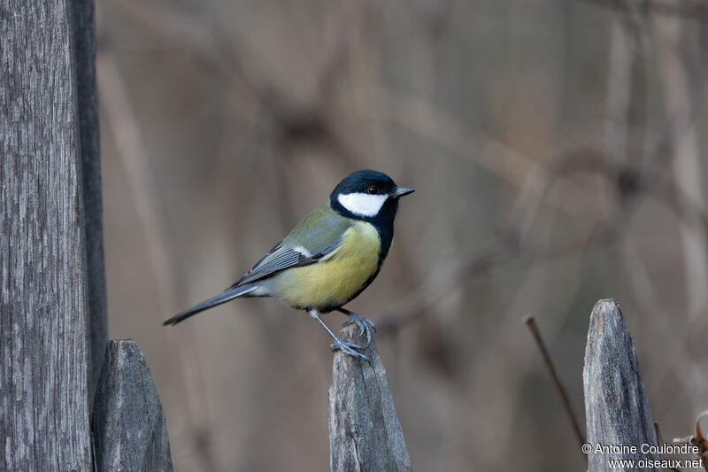 Mésange charbonnièreadulte