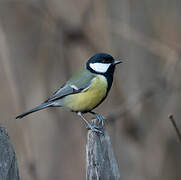 Great Tit