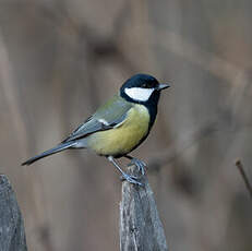 Mésange charbonnière