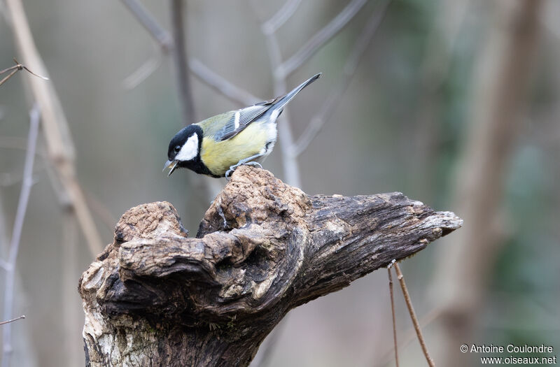 Mésange charbonnièreadulte, mange