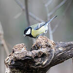 Mésange charbonnière