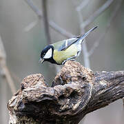 Great Tit