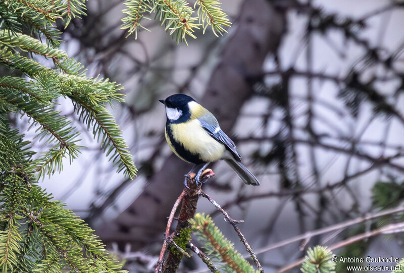 Mésange charbonnièreadulte