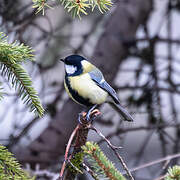 Great Tit