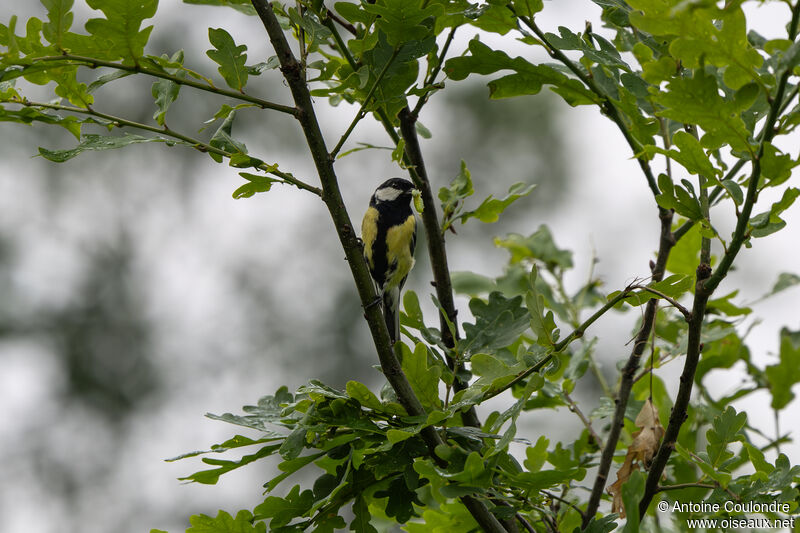 Mésange charbonnièreadulte nuptial, pêche/chasse