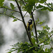 Mésange charbonnière