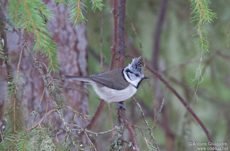 Mésange huppéeadulte nuptial