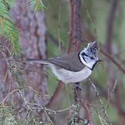 Mésange huppée