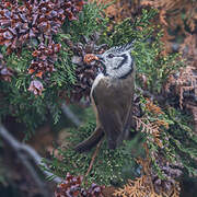 Mésange huppée